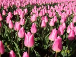[Chr. Dream Afbeelding 075.jpg]